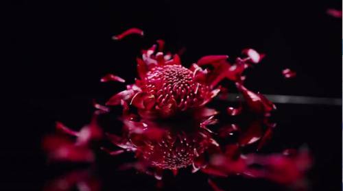 真紅の菊
